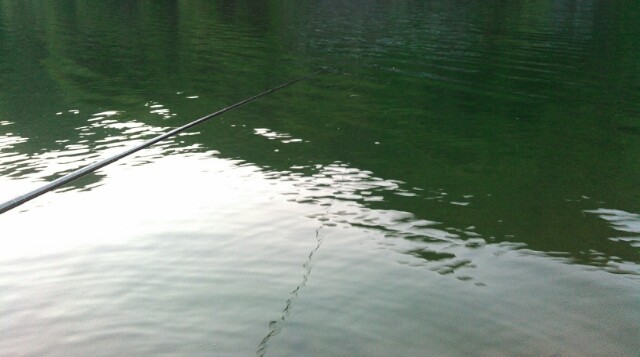 のべ竿 鯉釣り カマツカ釣り 鯉焦がれ 来る魚 拒まず