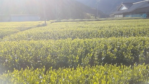 line_1587680700982