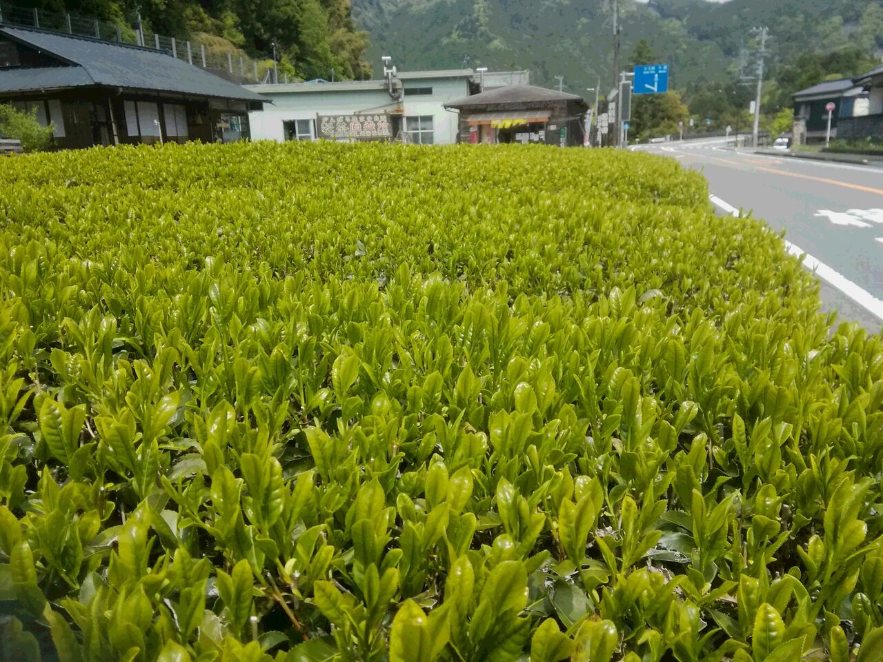 今年の新茶は香が抜群 新茶摘みまで秒読み 応援下さい がんばる農家です 川根茶 川根茶の山香荘茶園だより 川根本町 川根の自然 茶園