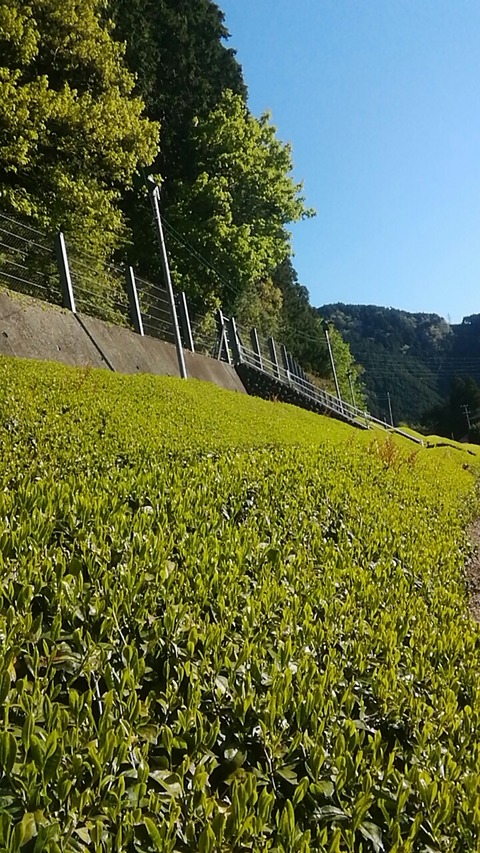 line_1587680786524