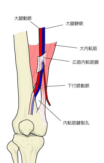 内転筋