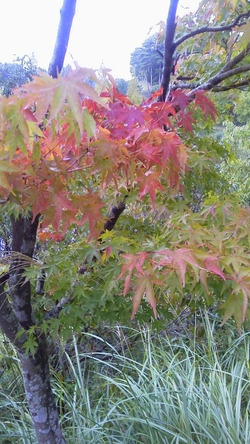 紅葉1