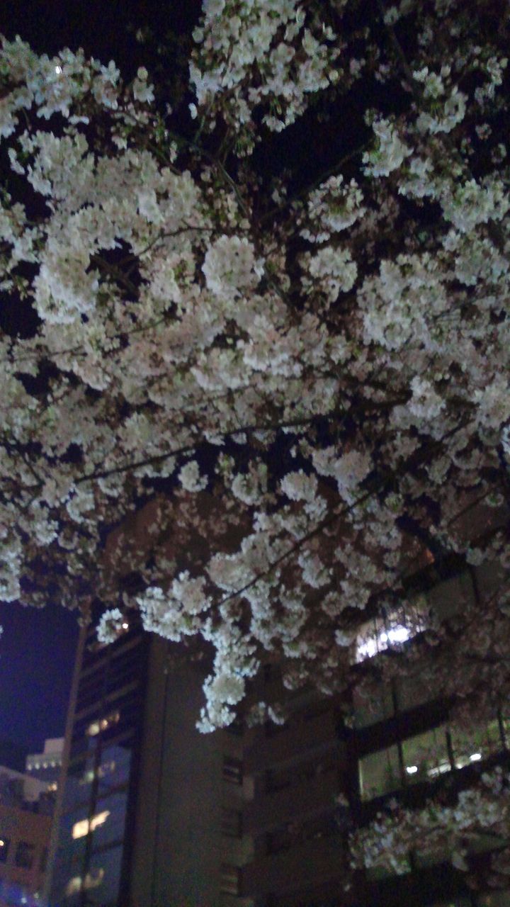 印象的でモダンなお洒落着と桜エビの小紋 銀座 かわの屋 スタッフblog
