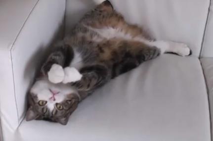 ねずみのおもちゃで遊ぶ猫 にやにや動物動画