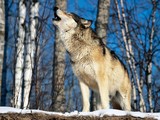 Wolf01