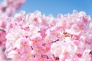 sakura (2)