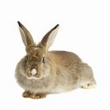 rabbit1