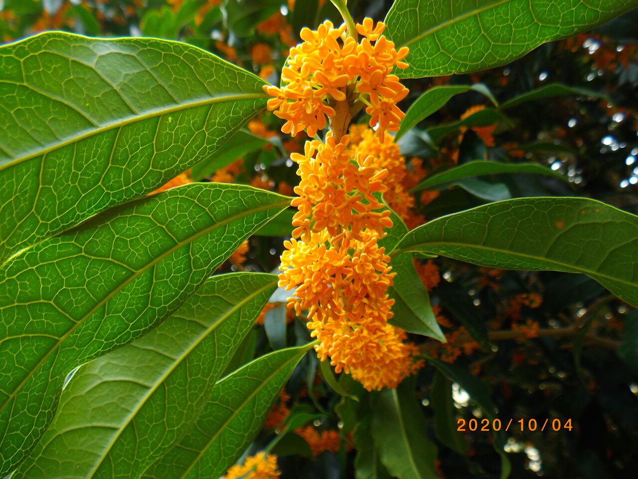 道ばたの景色 草 花 Livedoor Blog ブログ 道ばたの景色 草 花 Livedoor Blog ブログ