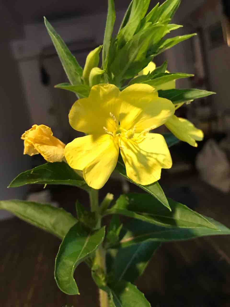 アメリカ葵の花畑は今が見頃です 道ばたの景色