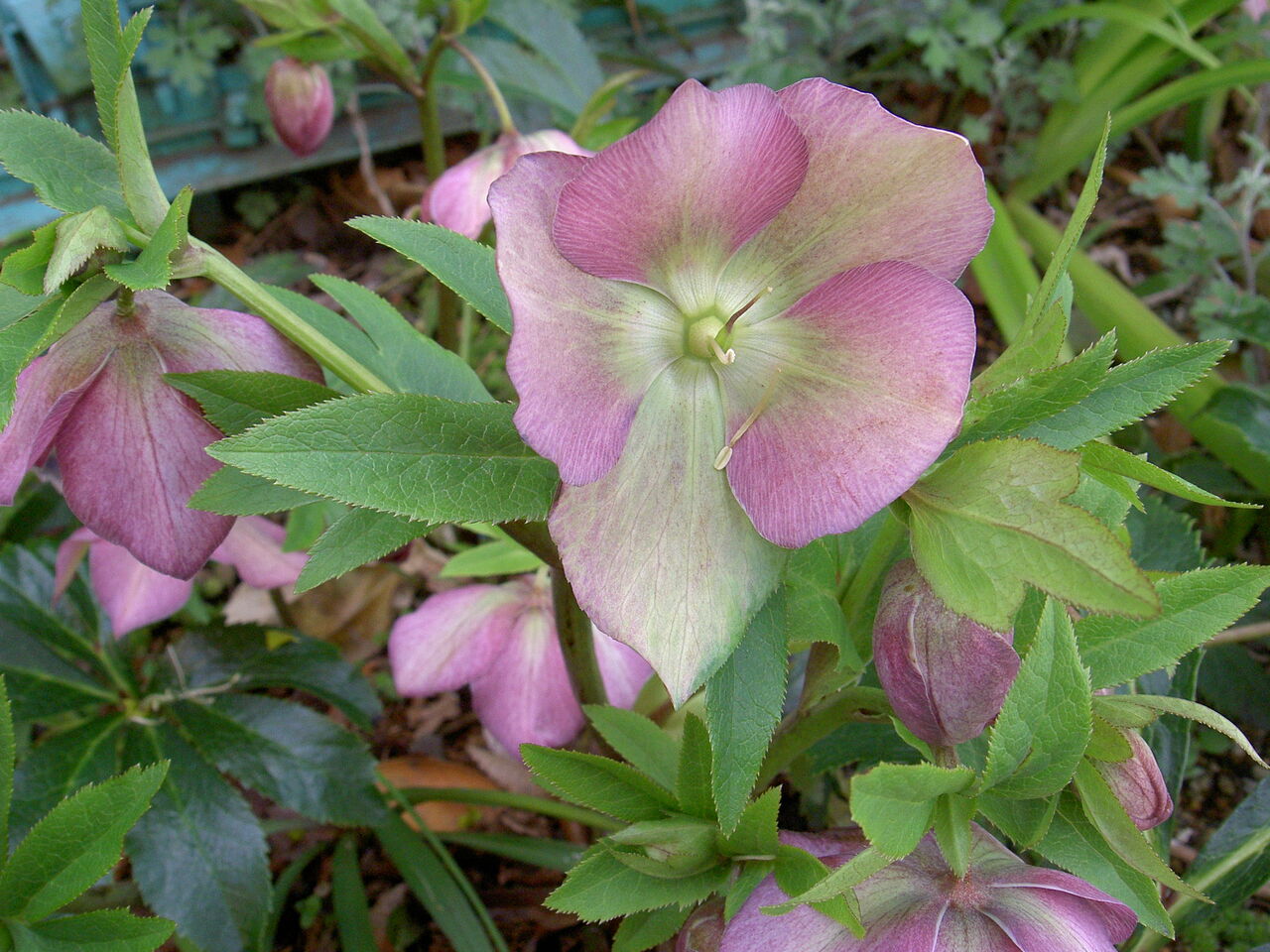 下向きの花クリスマスローズ 道ばたの景色