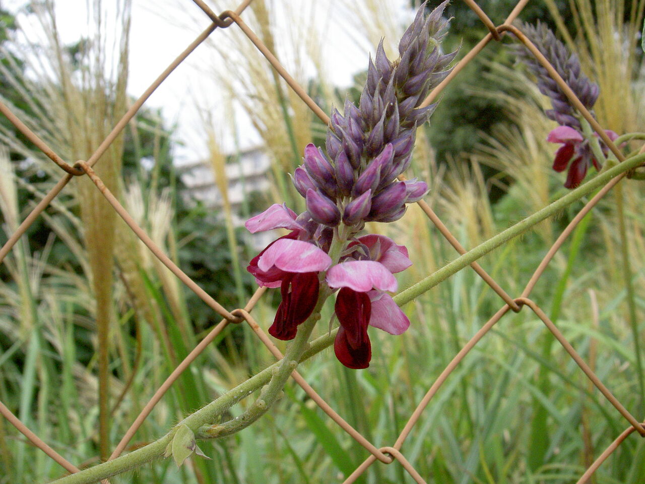 道ばたの景色 草 花 Livedoor Blog ブログ 道ばたの景色 草 花 Livedoor Blog ブログ