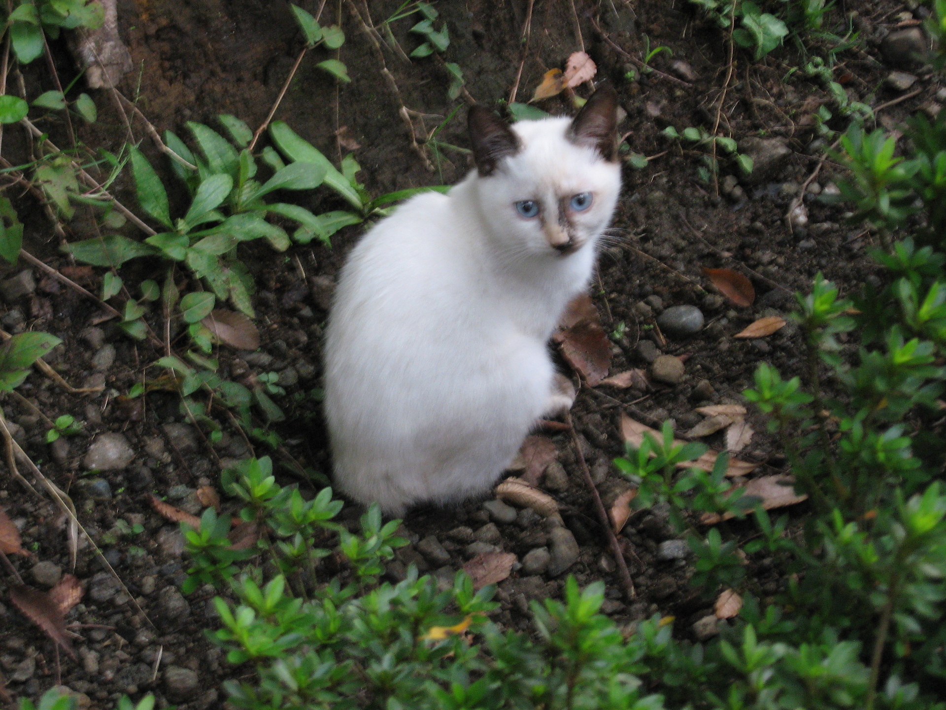 いつも会う野良の親子猫 道ばたの景色 いつも会う野良の親子猫 道ばたの景色