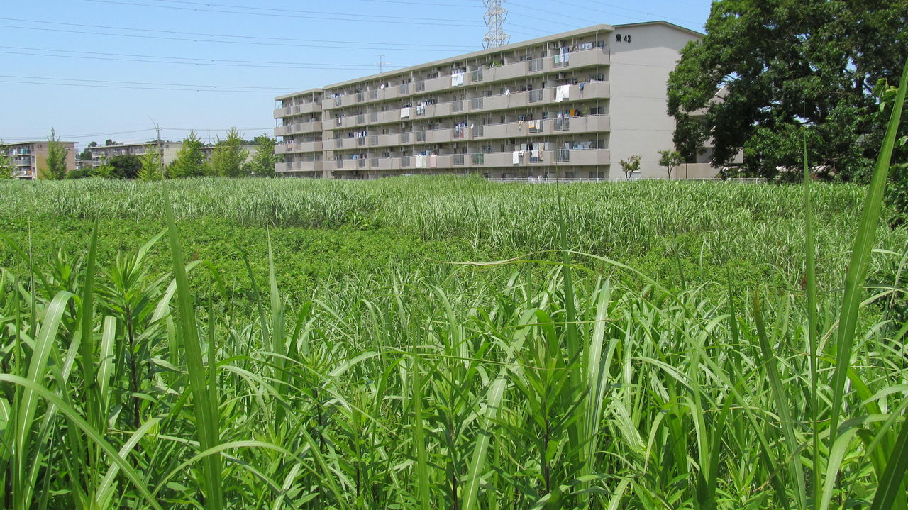 団地の広い草むら 道ばたの景色