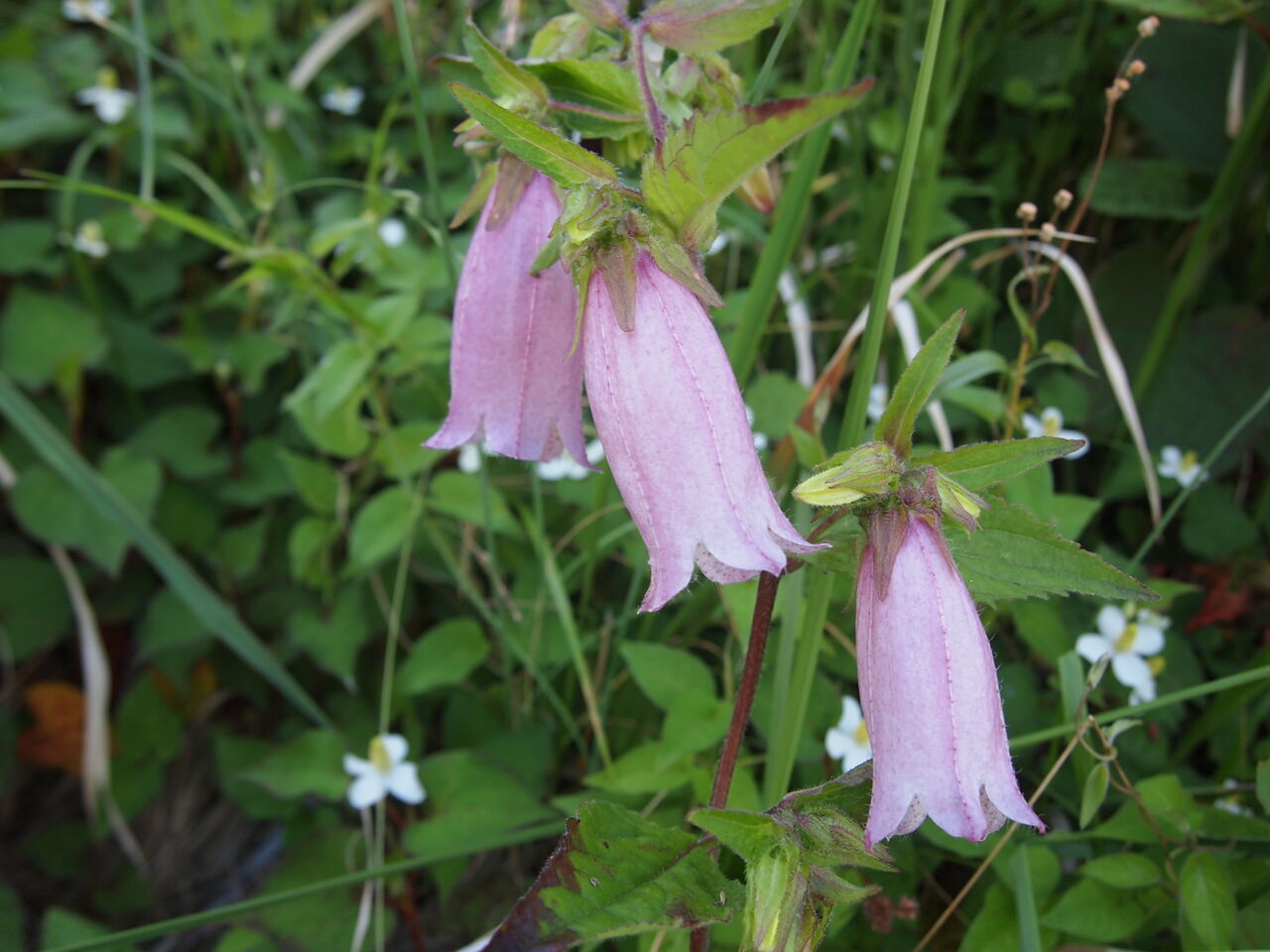 蛍花が咲いている もう蛍は飛んでいるだろうか 道ばたの景色 蛍花が咲いている もう蛍は飛んでいるだろうか 道ばたの景色