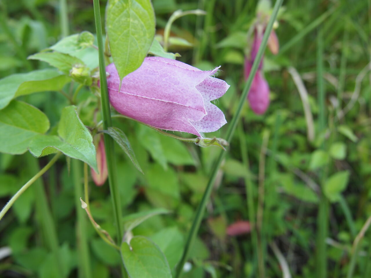 蛍花が咲いている もう蛍は飛んでいるだろうか 道ばたの景色 蛍花が咲いている もう蛍は飛んでいるだろうか 道ばたの景色