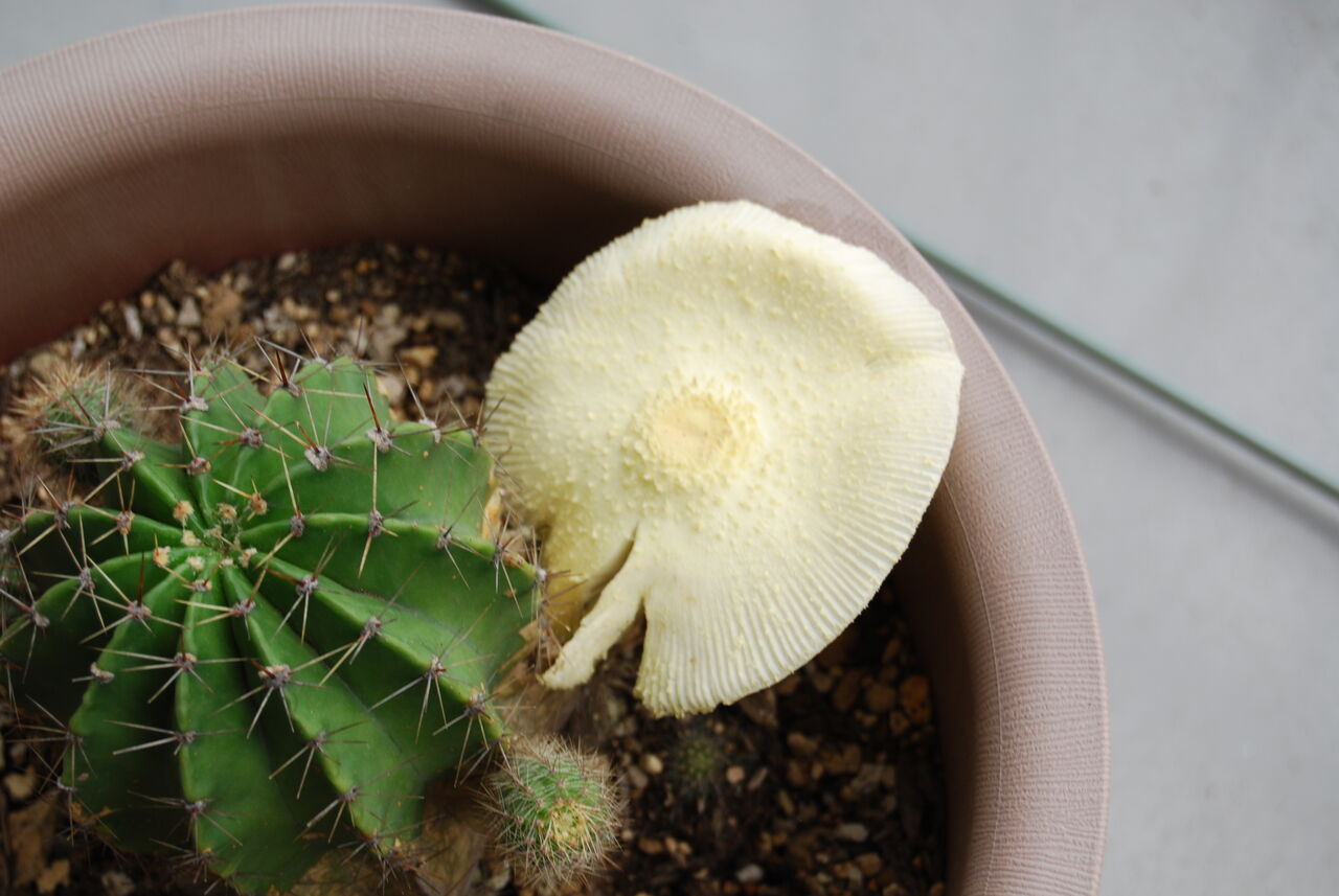 鉢植えサボテンの脇にキノコが生えたコガネキヌカラカサタケ 道ばたの景色 鉢植えサボテンの脇にキノコが生えたコガネキヌカラカサタケ 道ばたの景色