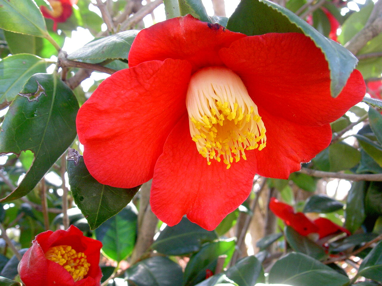 特大椿がキレイです 道ばたの景色