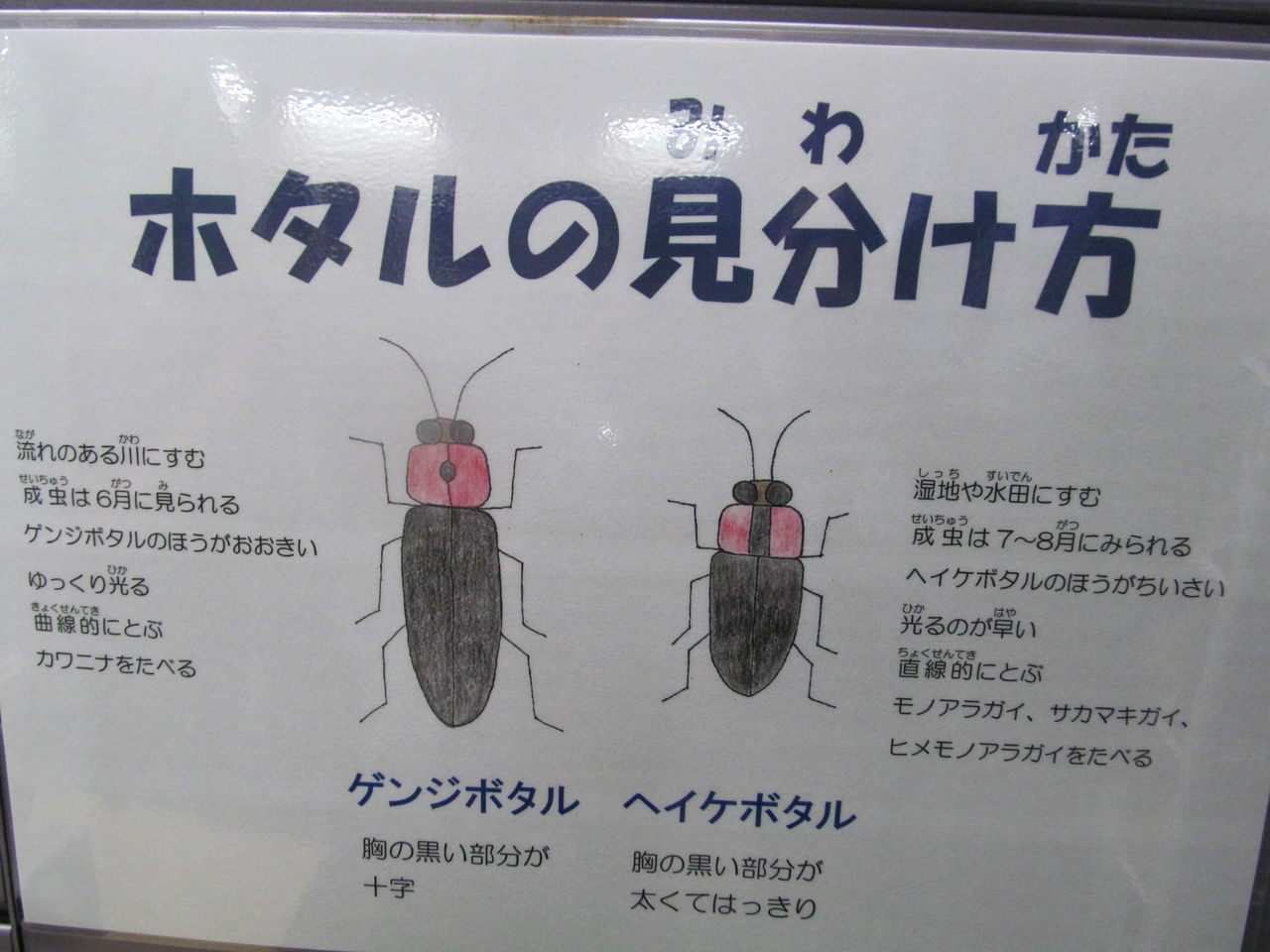 蛍の宿は川ばた柳 蛍を見に行く 道ばたの景色