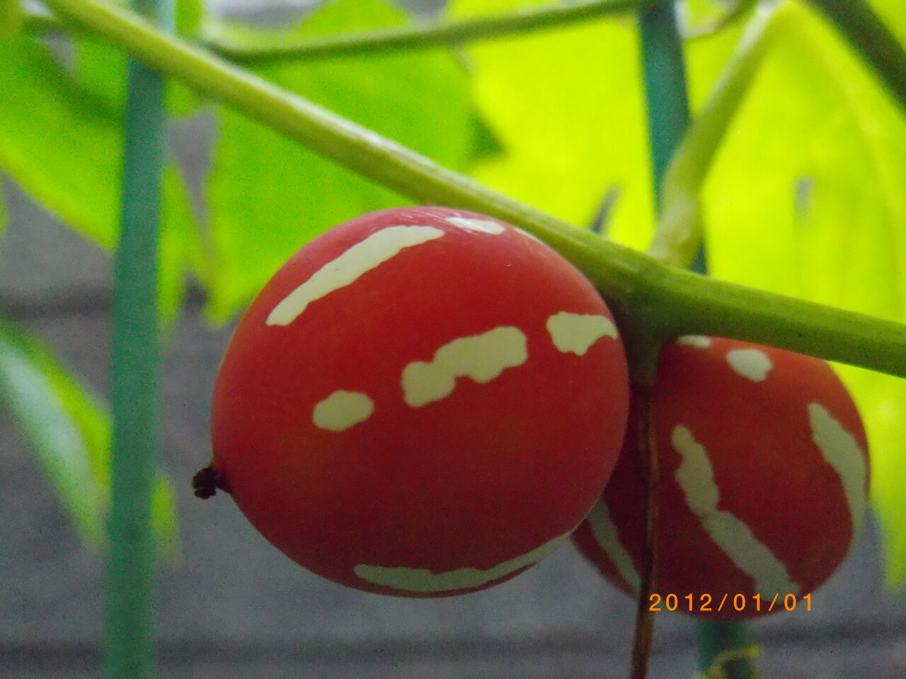 色づいた沖縄雀瓜の実とヘチマの花と箒草 道ばたの景色