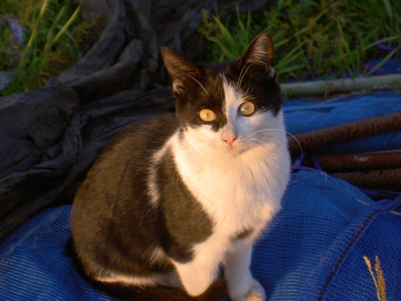 今日は小雨が降り続く 以前の猫画像です 道ばたの景色