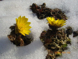 ザラメ雪の福寿草 Kawasiroyaのblog