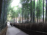 竹