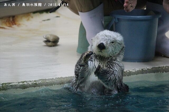 鳥羽水族館のラッコ あん丼のカワウソブログ