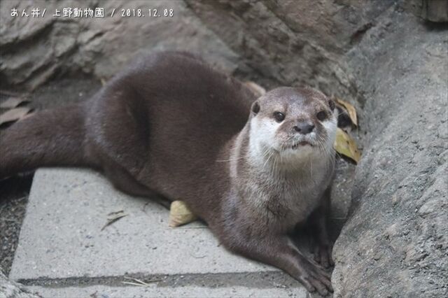 上野動物園のコツメカワウソのアミンくん あん丼のカワウソブログ 上野動物園のコツメカワウソのアミンくん あん丼のカワウソブログ