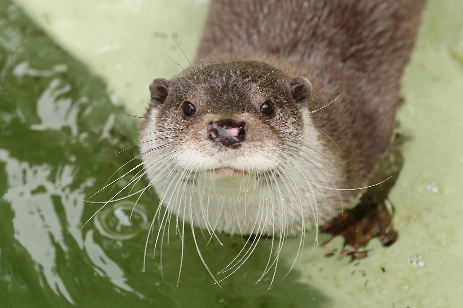 ユーラシアカワウソ正面顔 ちびっくのかわうそアルバム