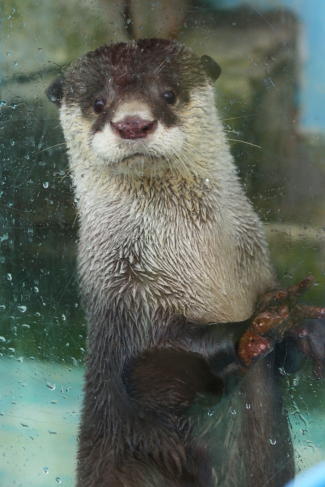 ツメナシカワウソ正面顔 ちびっくのかわうそアルバム ツメナシカワウソ正面顔 ちびっくのかわうそアルバム