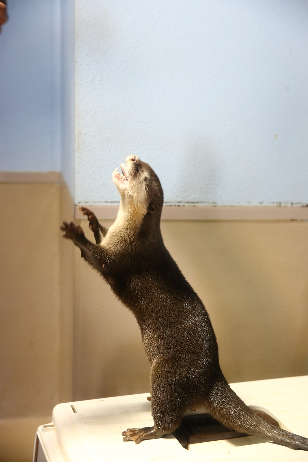 コツメカワウソ横全身 できれば陸 ちびっくのかわうそアルバム