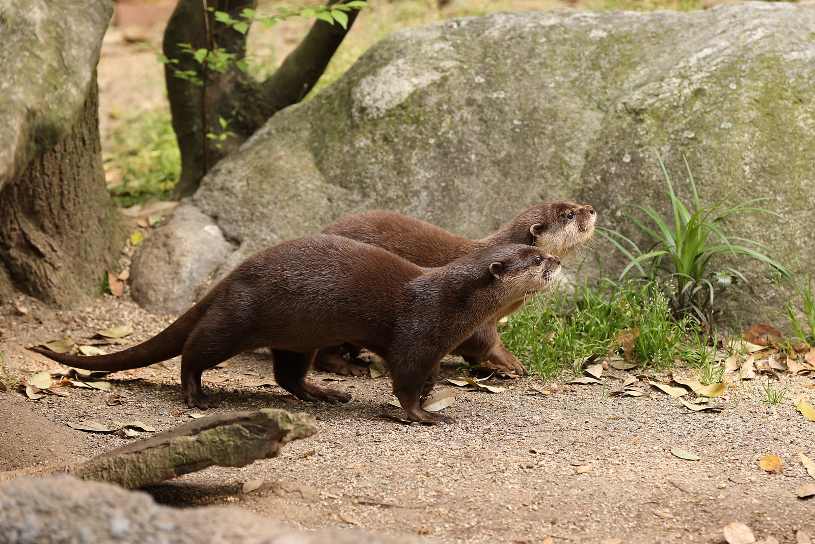 コツメカワウソ横全身(できれば陸) : ちびっくのかわうそアルバム