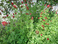 P5240602