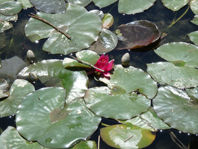 P5180554