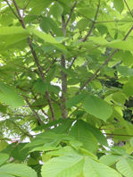 P5170259