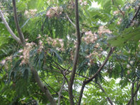 P7012966