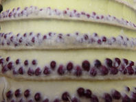 P4240141