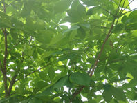 P5181081
