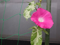 P7012972