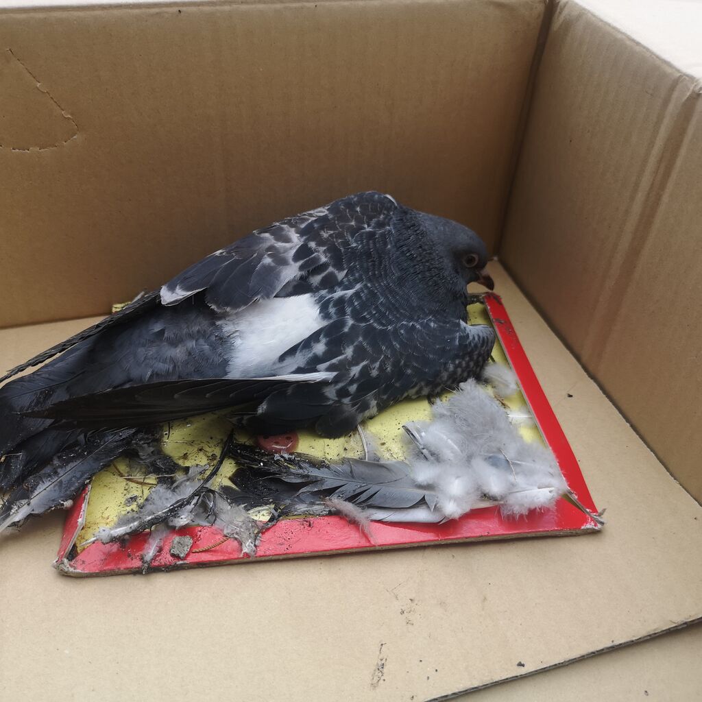 ネズミ捕り粘着シート 鳩 救出 かわぐち自動車のブログ ネズミ捕り粘着シート 鳩 救出 かわぐち自動車のブログ