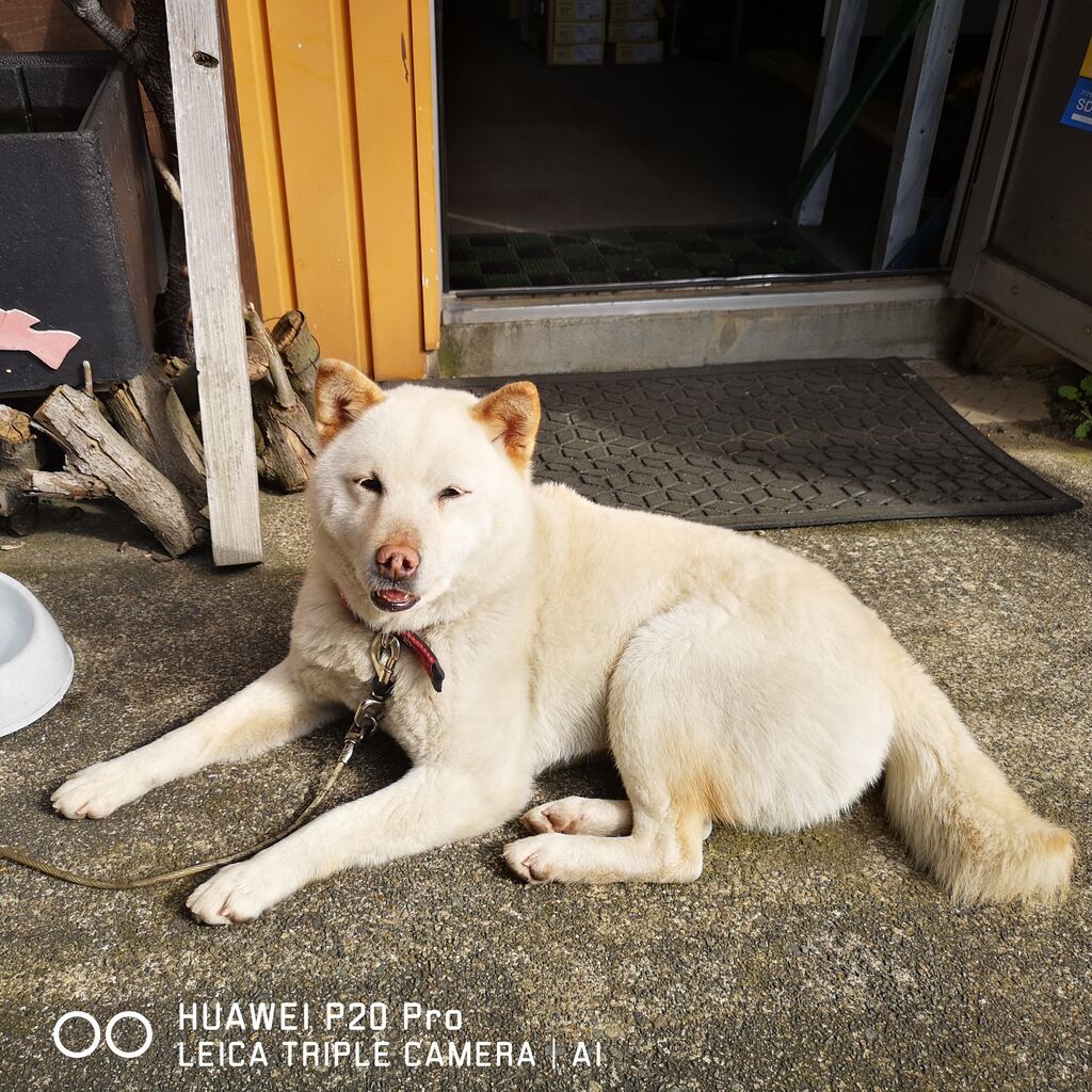 きなこ 少しずつ落ち着いてきてます かわぐち自動車のブログ きなこ 少しずつ落ち着いてきてます かわぐち自動車のブログ