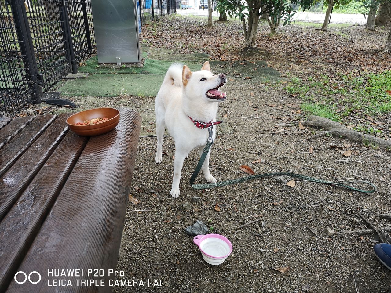 Animal Rescue Nursing ポチパパさん お手伝い かわぐち自動車のブログ