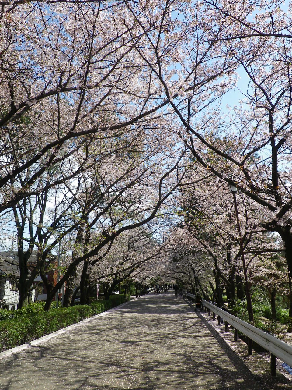 アスペルガー ハンス