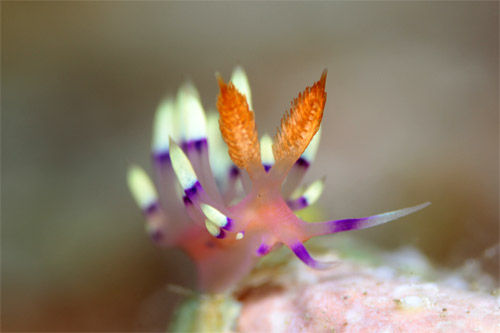adeyaka