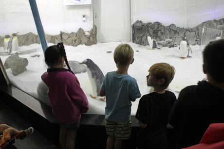 penguin