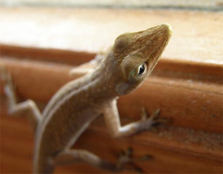 yamori