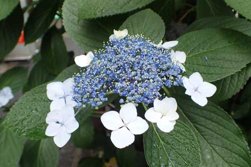 P5290044