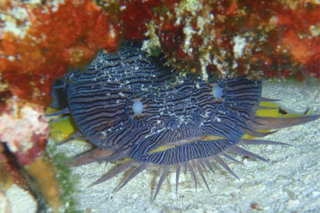 tohdofish