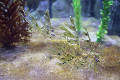 reefy