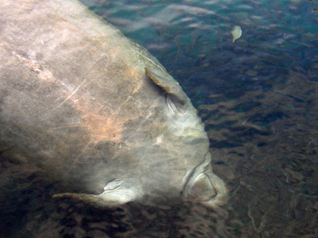 manatee